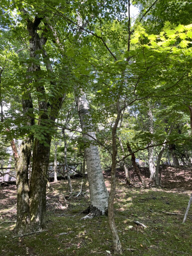 山中湖の木漏れ日